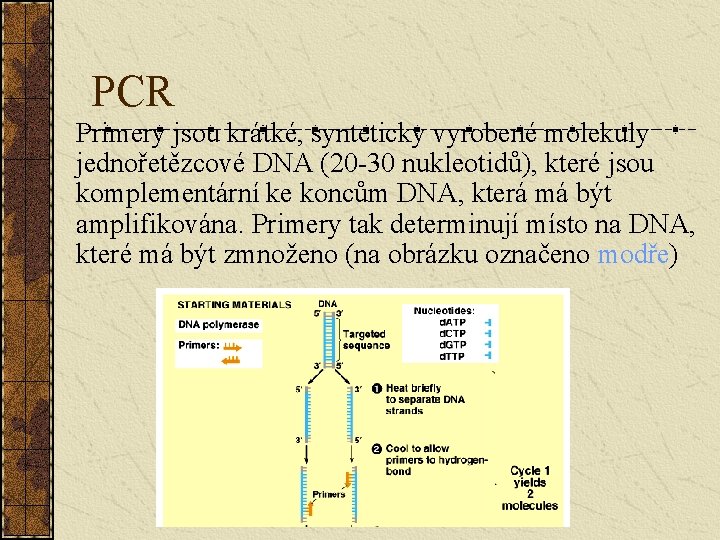 PCR Primery jsou krátké, synteticky vyrobené molekuly jednořetězcové DNA (20 -30 nukleotidů), které jsou