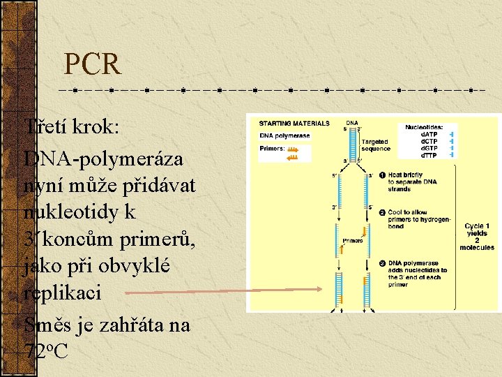 PCR Třetí krok: DNA-polymeráza nyní může přidávat nukleotidy k 3´koncům primerů, jako při obvyklé