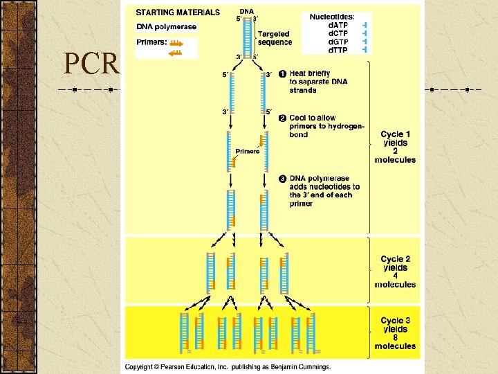 PCR 