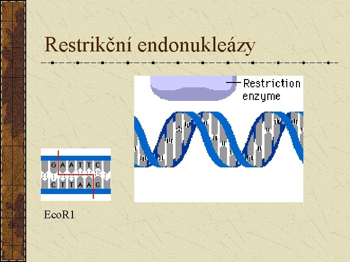 Restrikční endonukleázy Eco. R 1 