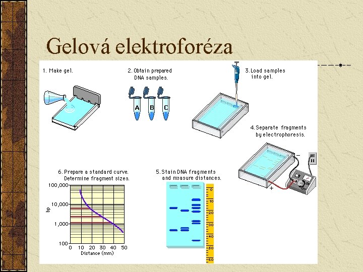 Gelová elektroforéza 