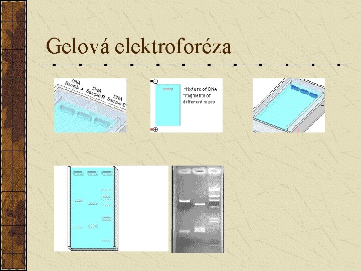 Gelová elektroforéza 