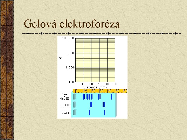 Gelová elektroforéza 