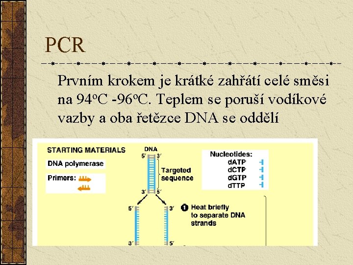 PCR Prvním krokem je krátké zahřátí celé směsi na 94 o. C -96 o.