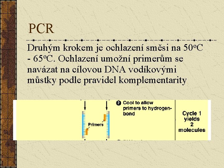 PCR Druhým krokem je ochlazení směsi na 50 o. C - 65 o. C.
