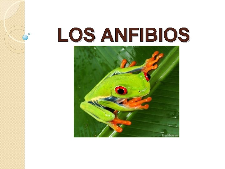 LOS ANFIBIOS 