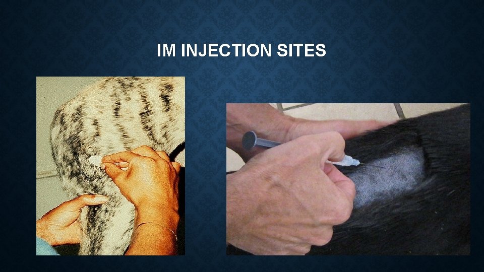 IM INJECTION SITES IM INJECTION SITES