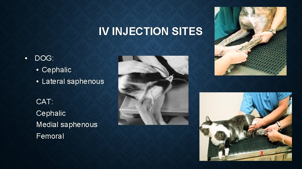 IV INJECTION SITES • DOG: • Cephalic • Lateral saphenous CAT: Cephalic Medial saphenous IV INJECTION SITES • DOG: • Cephalic • Lateral saphenous CAT: Cephalic Medial saphenous