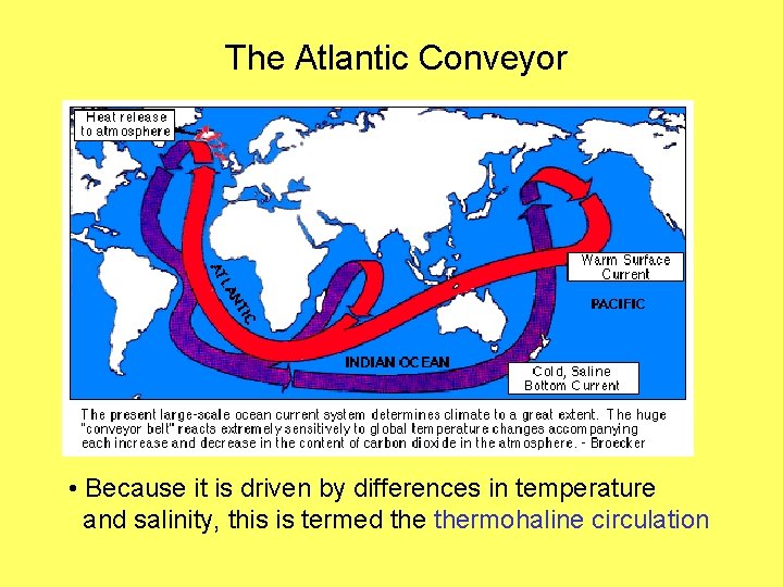 The Atlantic Conveyor • Because it is driven by differences in temperature and salinity,