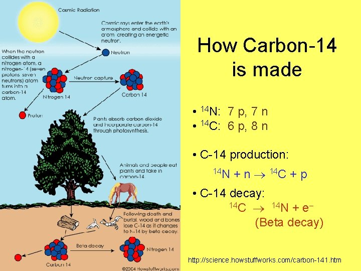 How Carbon-14 is made • 14 N: 7 p, 7 n • 14 C: