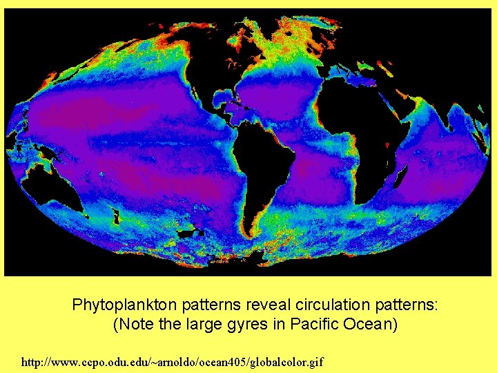Phytoplankton patterns reveal circulation patterns: (Note the large gyres in Pacific Ocean) http: //www.