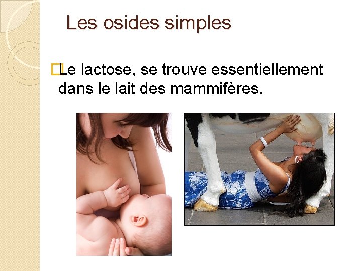  Les osides simples �Le lactose, se trouve essentiellement dans le lait des mammifères.