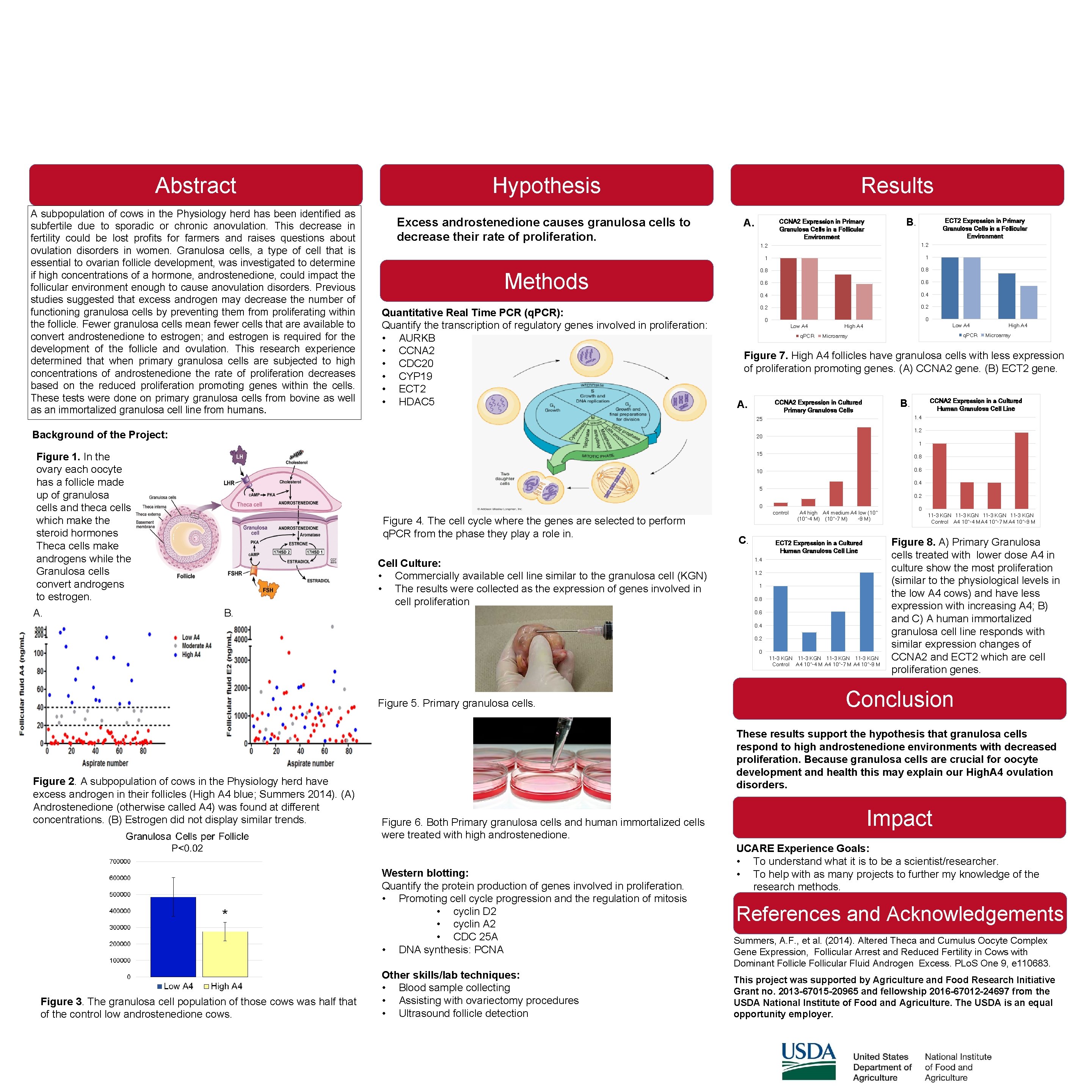 The Effects of Androgens on Bovine and Human