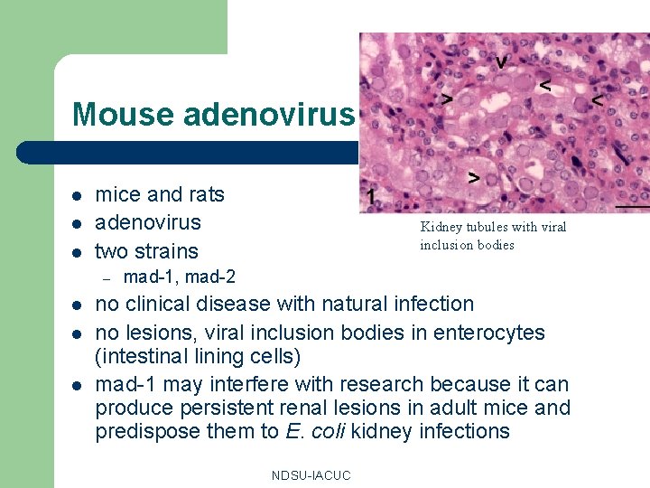 Mouse adenovirus l l l mice and rats adenovirus two strains – l l