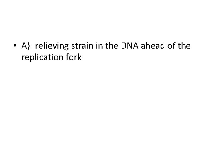  • A) relieving strain in the DNA ahead of the replication fork 