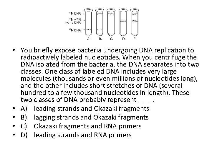  • You briefly expose bacteria undergoing DNA replication to radioactively labeled nucleotides. When