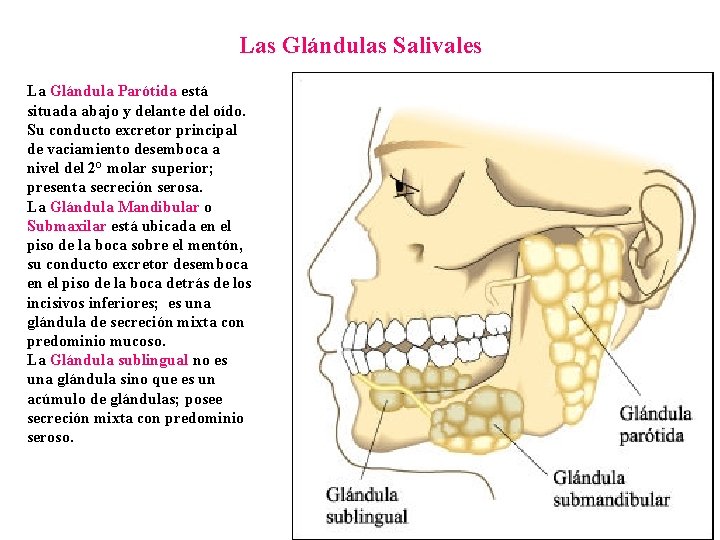 Las Glándulas Salivales La Glándula Parótida está situada abajo y delante del oído. Su