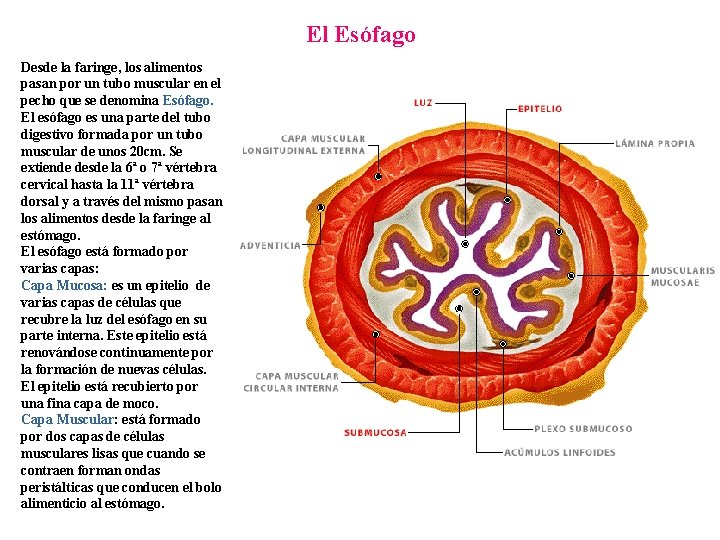 El Esófago Desde la faringe, los alimentos pasan por un tubo muscular en el