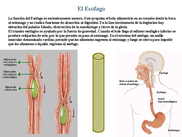 El Esófago La función del Esófago es exclusivamente motora. Este propulsa el bolo alimenticio