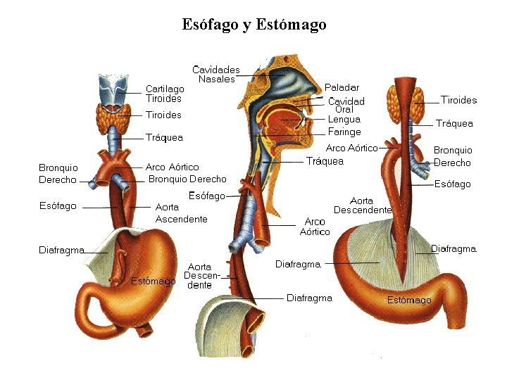 Esófago y Estómago 