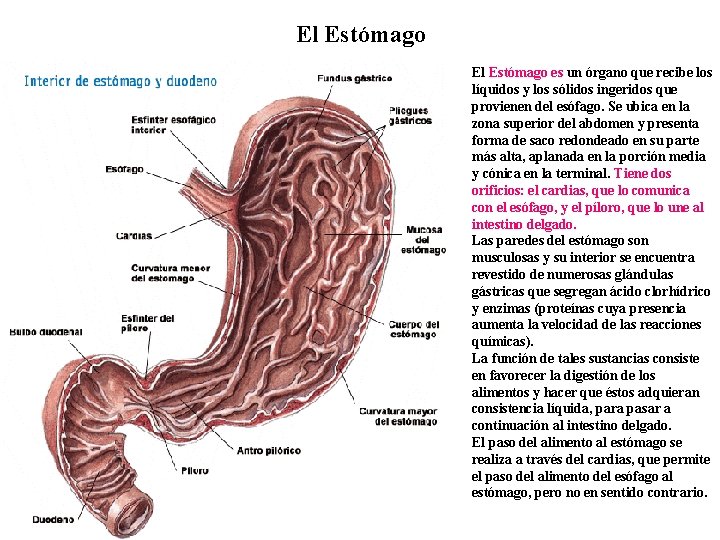 El Estómago es un órgano que recibe los líquidos y los sólidos ingeridos que