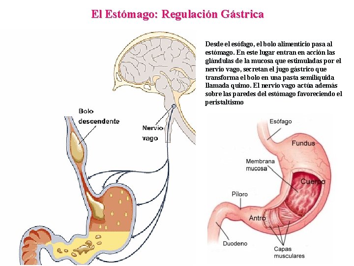 El Estómago: Regulación Gástrica Desde el esófago, el bolo alimenticio pasa al estómago. En