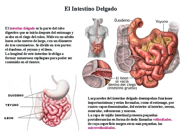 El Intestino Delgado El intestino delgado es la parte del tubo digestivo que se