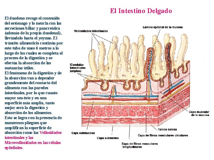 El Intestino Delgado El duodeno recoge el contenido del estómago y lo mezcla con