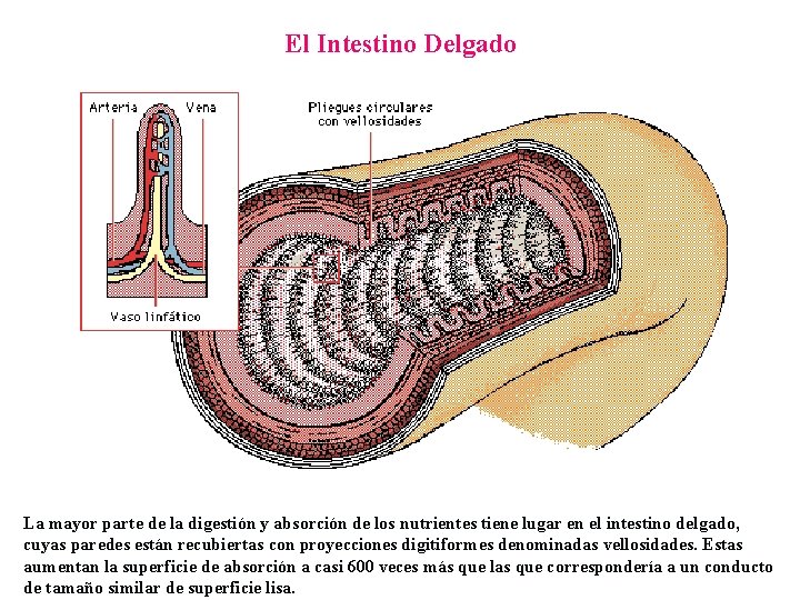 El Intestino Delgado La mayor parte de la digestión y absorción de los nutrientes