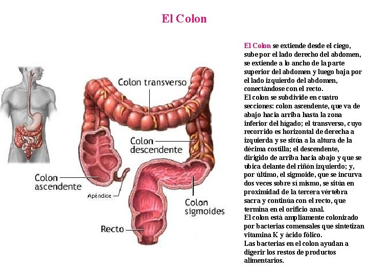 El Colon se extiende desde el ciego, sube por el lado derecho del abdomen,
