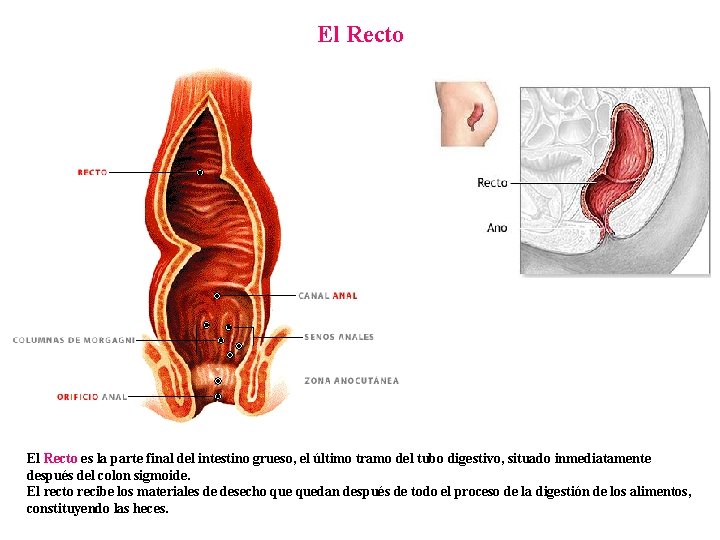 El Recto es la parte final del intestino grueso, el último tramo del tubo