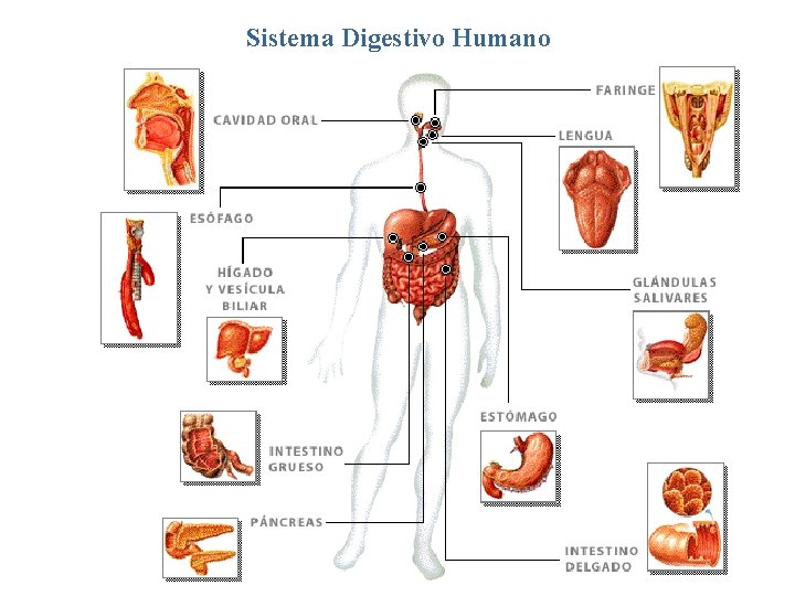 Sistema Digestivo Humano 