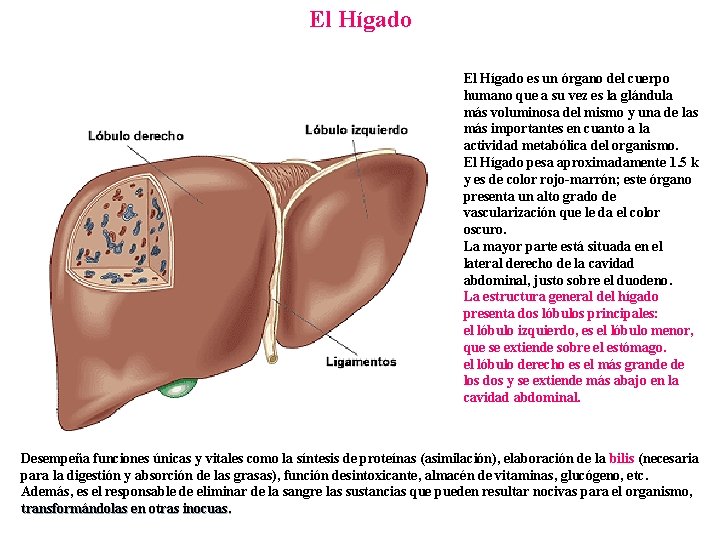 El Hígado es un órgano del cuerpo humano que a su vez es la