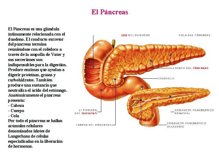 El Páncreas es una glándula íntimamente relacionada con el duodeno. El conducto excretor del