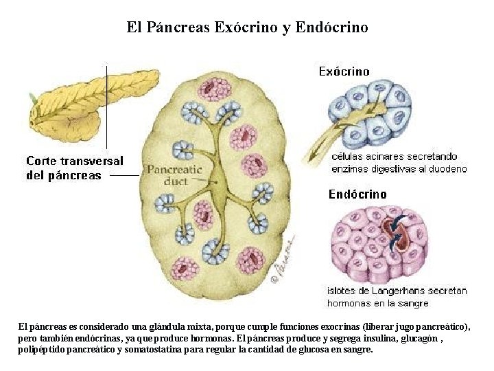 El Páncreas Exócrino y Endócrino El páncreas es considerado una glándula mixta, porque cumple