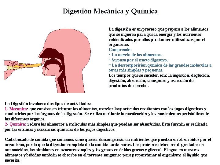 Digestión Mecánica y Química La digestión es un proceso que prepara a los alimentos