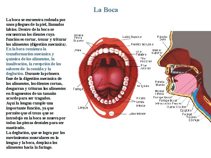 La Boca La boca se encuentra rodeada por unos pliegues de la piel, llamados