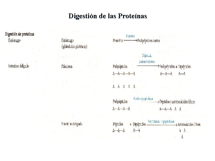 Digestión de las Proteínas 