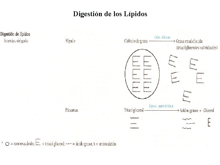 Digestión de los Lípidos 