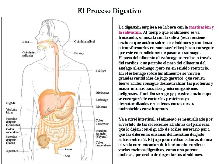 El Proceso Digestivo La digestión empieza en la boca con la masticación y la