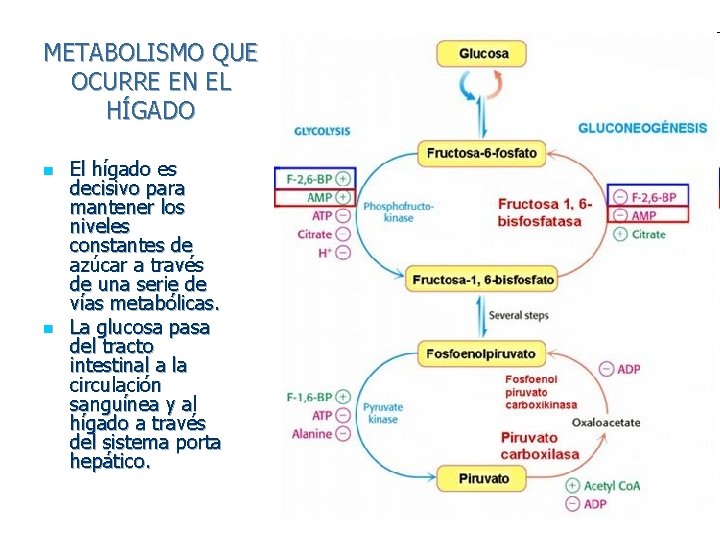 METABOLISMO QUE OCURRE EN EL HÍGADO n n El hígado es decisivo para mantener