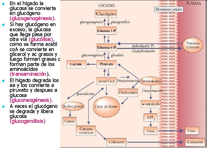 n n En el hígado la glucosa se convierte en glucógeno (glucogenogénesis). Si hay