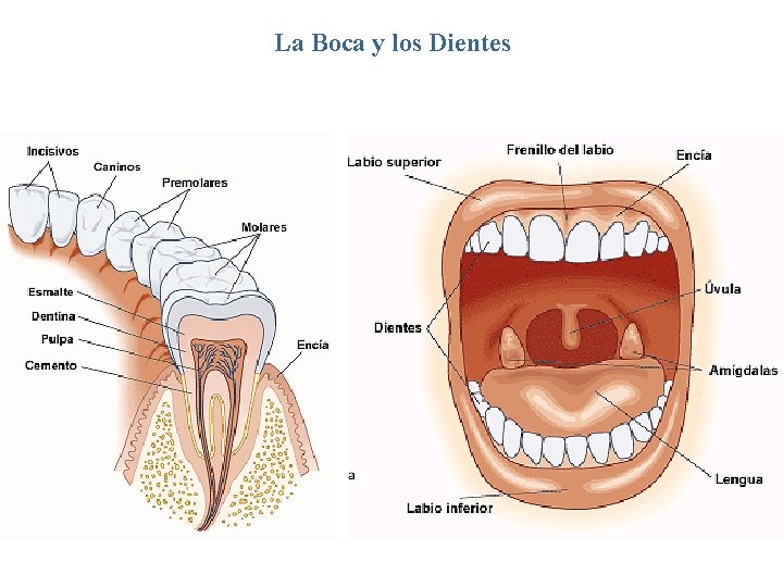 La Boca y los Dientes 