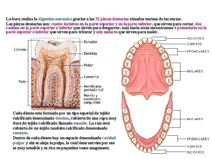 Las Piezas Dentarias La boca realiza la digestión mecánica gracias a las 32 piezas