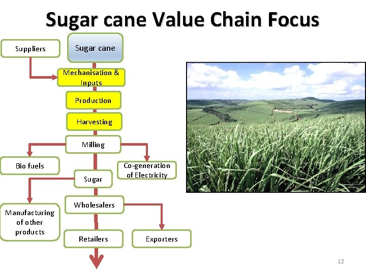 Sugar cane Value Chain Focus Suppliers Sugar cane Mechanisation & Inputs Production Harvesting Milling
