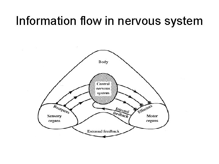 Information flow in nervous system 