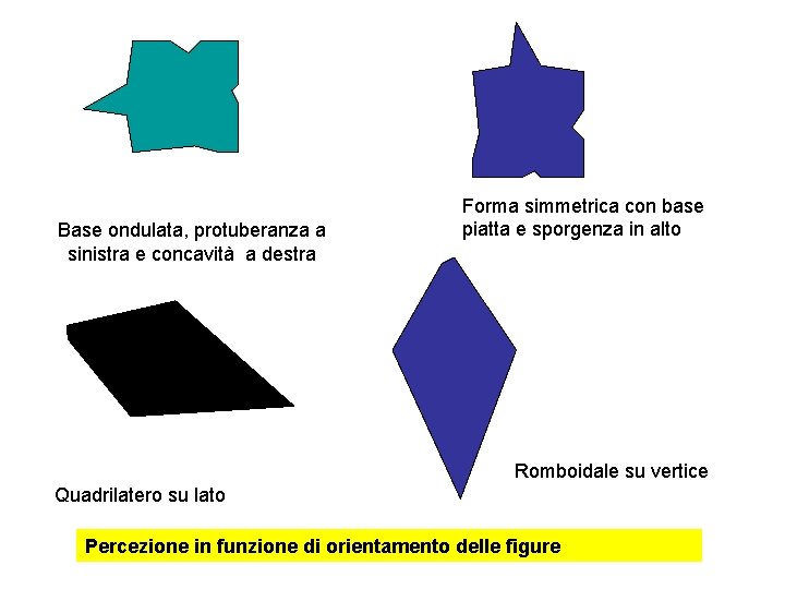 Base ondulata, protuberanza a sinistra e concavità a destra Forma simmetrica con base piatta