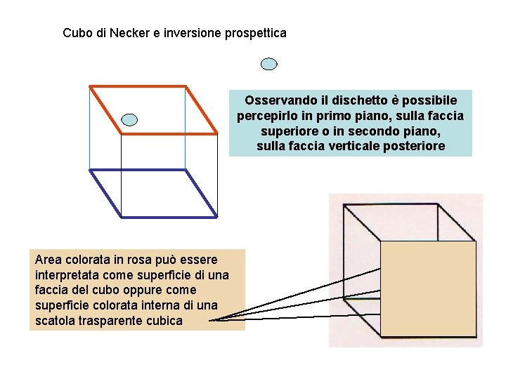 Cubo di Necker e inversione prospettica Osservando il dischetto è possibile percepirlo in primo