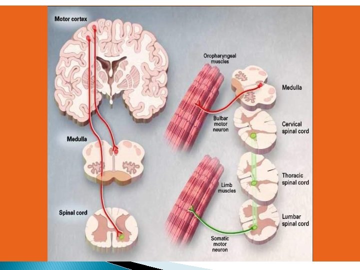 ALS: Disease of the Motor Neuron 