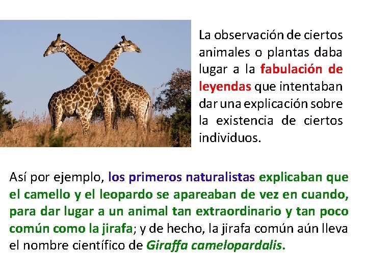 La observación de ciertos animales o plantas daba lugar a la fabulación de leyendas